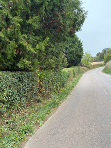 Photo de galerie - Après le taillage de la haie