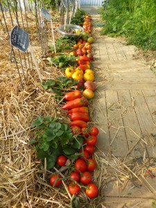 Photo de galerie - Paysagiste - Aménagement du jardin