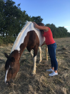 Photo de galerie - Equi-sophro