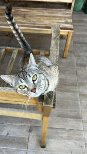 Photo de galerie - Myla, petite minette que j’ai été voir tous les jours pendant 2 semaines 