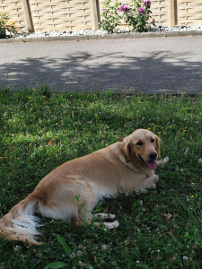 Photo de galerie - Garde animaux