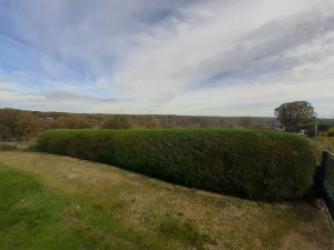 Photo de galerie - Taille de haie 