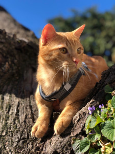 Photo de galerie - Garde animaux