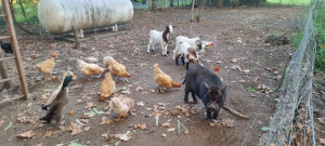 Photo de galerie - Entretien animaux/ parc