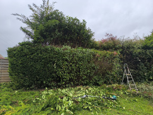 Photo de galerie - Taille de haies et d'arbustes