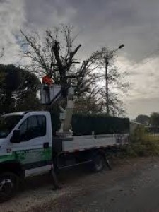 Photo de galerie - Elagage et coupe d'arbres