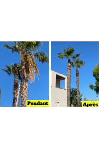 Photo de galerie - Elagage et coupe d'arbres