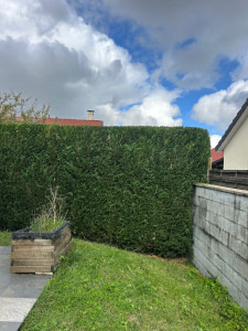 Photo de galerie - Taille après