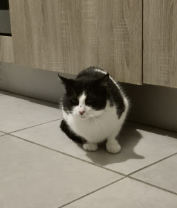 Photo de galerie - Garde chat