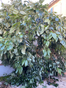 Photo de galerie - Elagage et coupe d'arbres