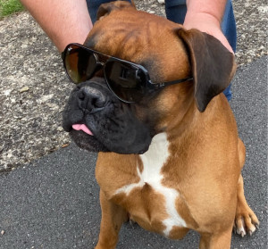 Photo de galerie - Tyson et ses rayban.