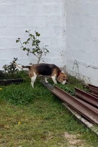 Photo de galerie - Garde chien