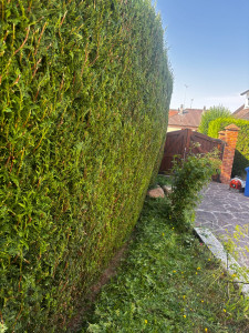 Photo de galerie - Taille haie 