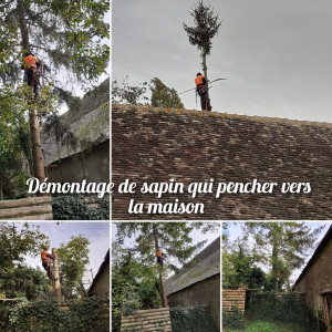 Photo de galerie - Elagage et coupe d'arbres