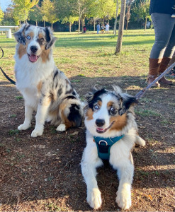 Photo de galerie - Ma fille ado garde à la maison des chiens 