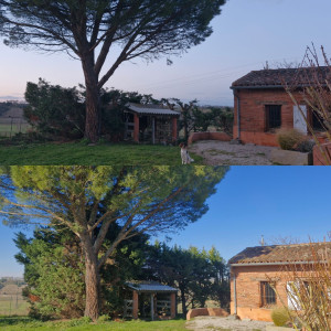 Photo de galerie - élagage 