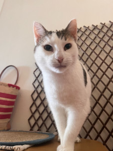 Photo de galerie - Garde chat