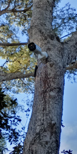 Photo de galerie - Vidéosurveillance 