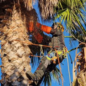 Photo de galerie - Elagage et coupe d'arbres