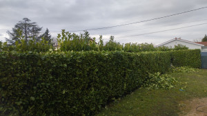 Photo de galerie - Taille de haie d'une longueur de 30 métres avec enlevement des dechets vert en decheterie