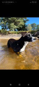 Photo de galerie - Je suis a votre disposition pour garder votre chiens ou pour aller les promener.