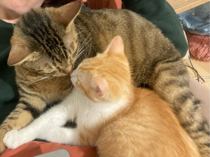 Photo de galerie - Alvin et Tiki