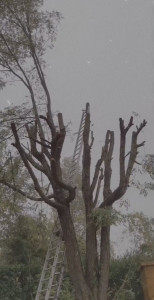 Photo de galerie - Élagage d’arbres réalisé par Élag’Express : intervention professionnelle et sécurisée.