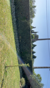 Photo de galerie - Taille de haie 