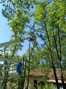 Photo de galerie - élagage arbres proche d'une habitation 
