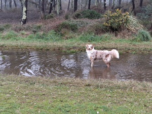 Photo de galerie - Balade en forêt avec Luna 