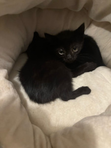 Photo de galerie - Braise & Noiraud 