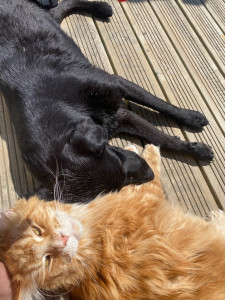 Photo de galerie - Garde d’une labrador âgée de cinq ans en compagnie, de ce gros matou plein d’amour