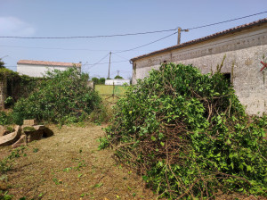 Photo de galerie - Tout type d'élagage et de coupe d'arbres 
nettoyage de terrain en friche
