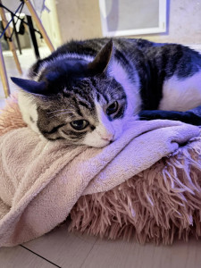 Photo de galerie -  Mon petit  goumo