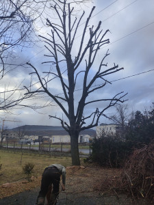 Photo de galerie - élagage 