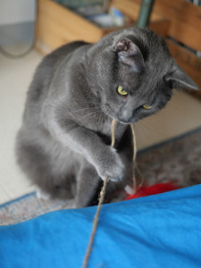 Photo de galerie - Garde chat