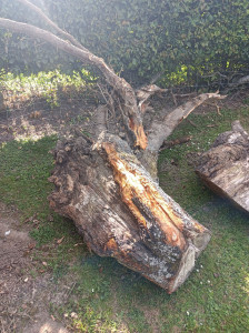 Photo de galerie - Arrachement de souche d'arbre 