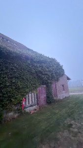Photo de galerie - Taille de haies et d'arbustes