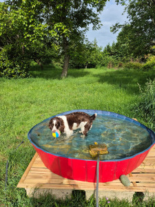 Photo de galerie - Garde chien