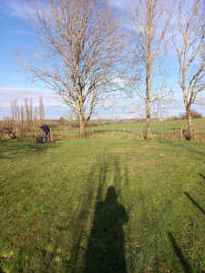 Photo de galerie - Elagage et coupe d'arbres