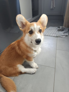 Photo de galerie - Garde de chien jeux etc