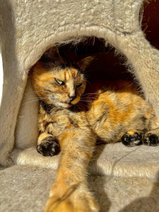 Photo de galerie - Garde chat