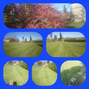 Photo de galerie - Tonte de pelouse - Débroussaillage