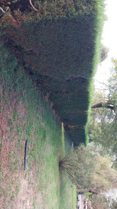 Photo de galerie - Haies 