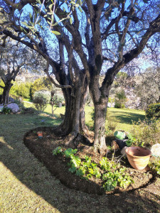 Photo de galerie - Paysagiste - Aménagement du jardin