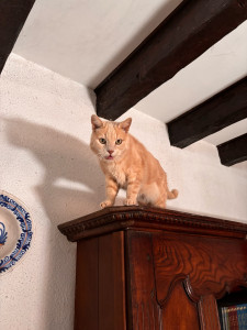 Photo de galerie - Miaou