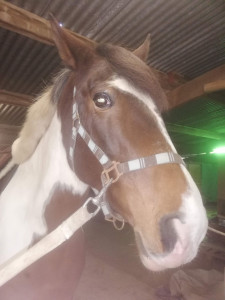 Photo de galerie - Nourrissage chevaux 