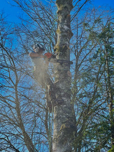 Photo de galerie - Démontage d’un arbre 