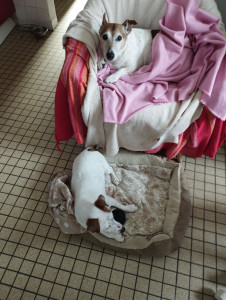 Photo de galerie - Je garde vos chiens ? a mon domicile 
