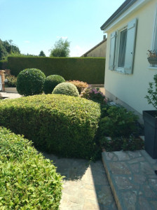 Photo de galerie - Taille de haies et d'arbustes